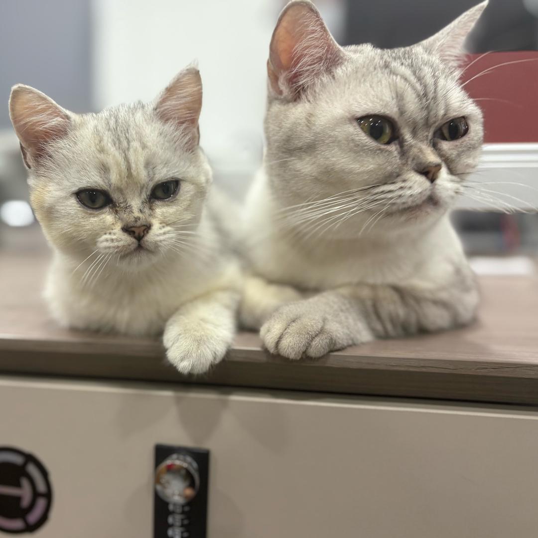 猫狗日用百货