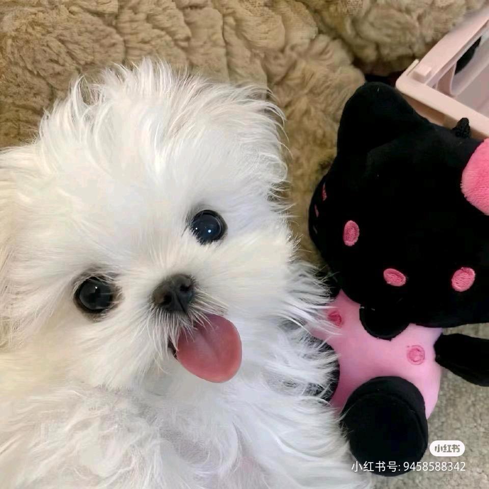 小粽子皮吖🎇. ♪