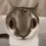 星