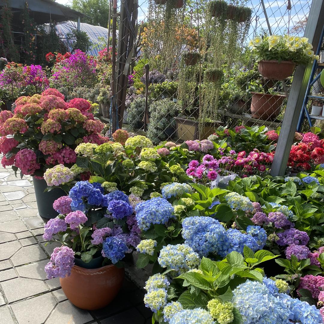 成都青城鸿杨花卉优品店