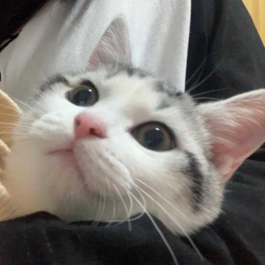 有鱼有点彪