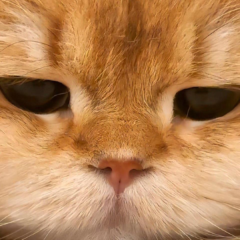 枸地氯雷他定胶囊