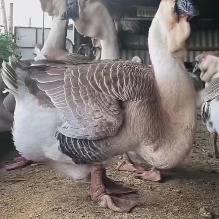 34282942580