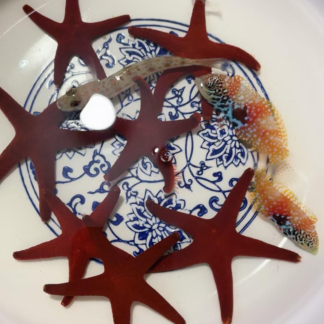 海洋搬运工