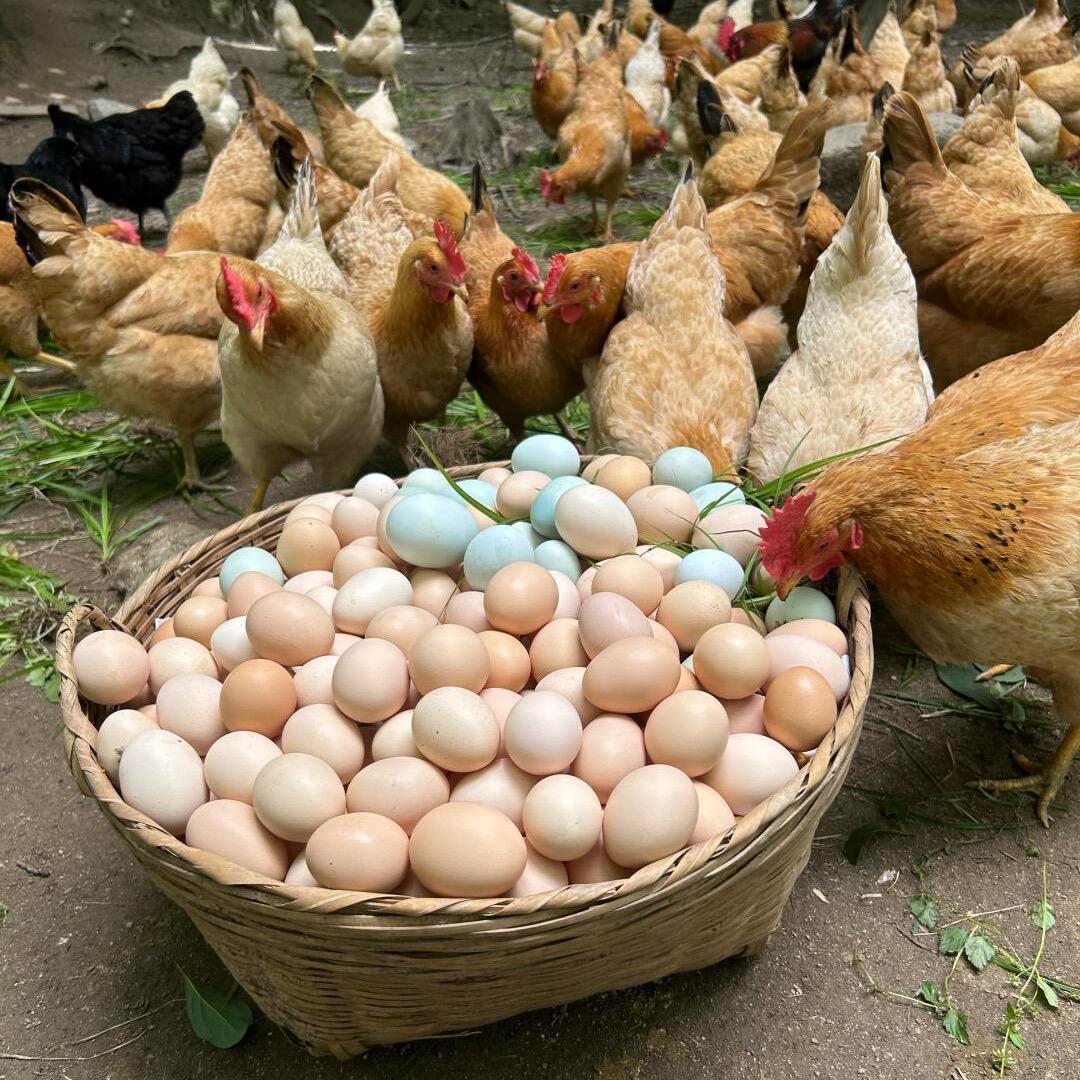 老张家的山林鸡蛋🥚