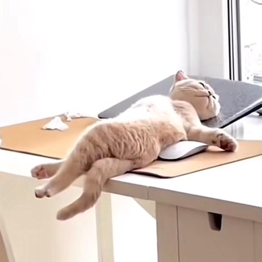 人间水蜜桃 🍑