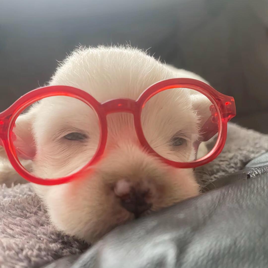 香菇油菜菜≡ω≡