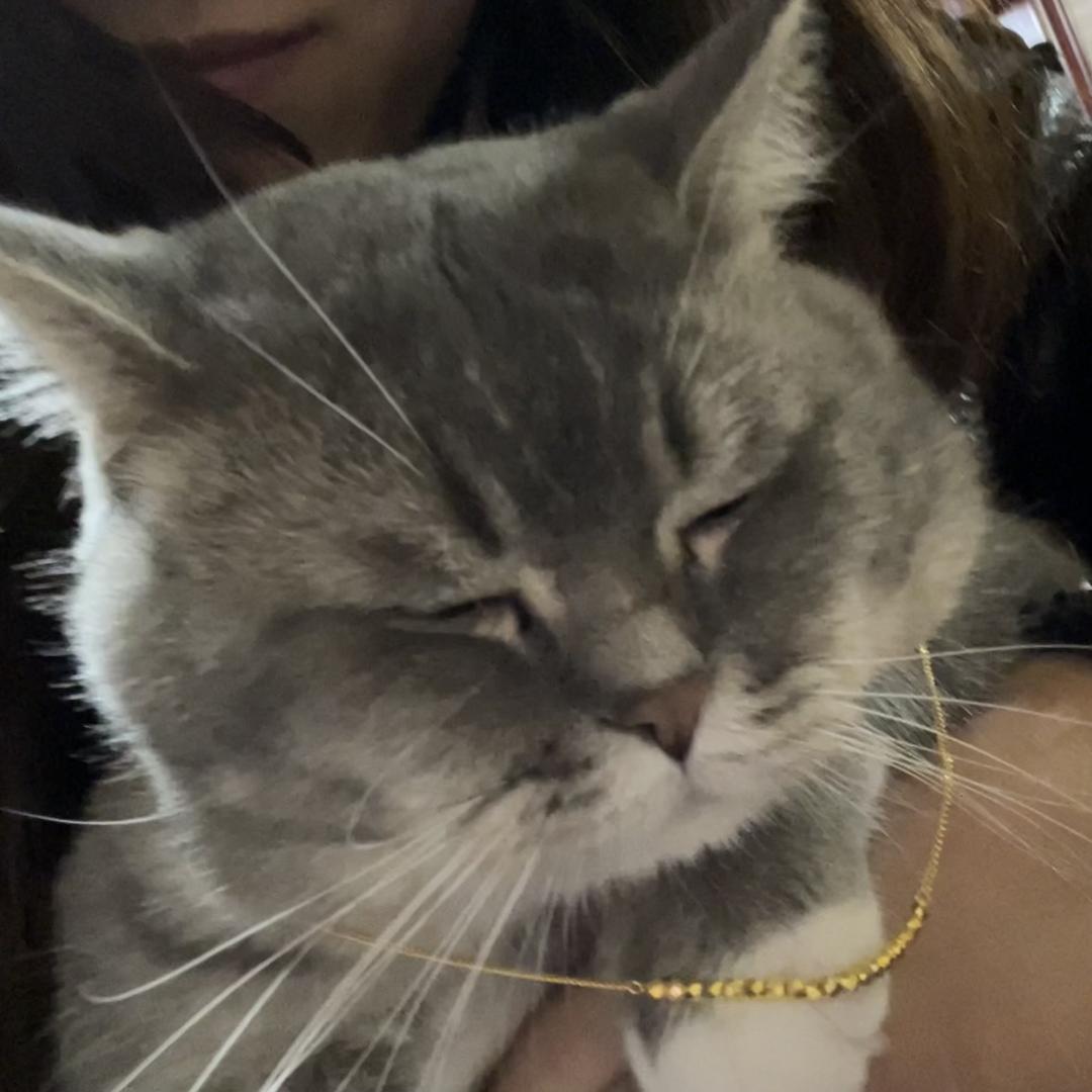 猫羊羊