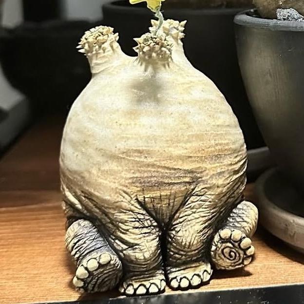 伊拉卡卡