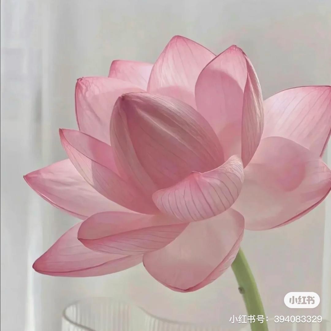 🌸荷塘月色🌸