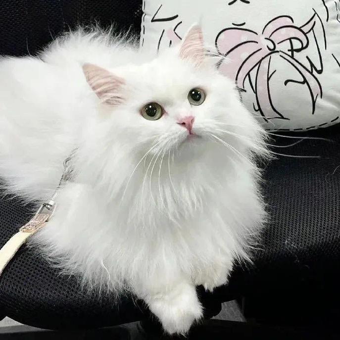 小恩睡不醒