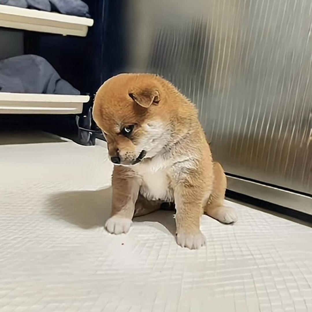 刘家小二妹