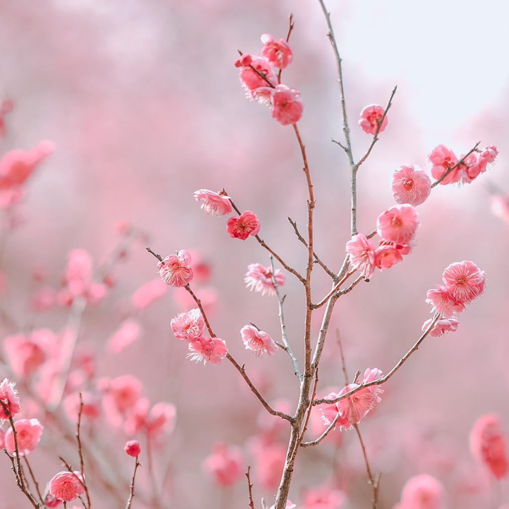 ゞ淡抹醉人妆°