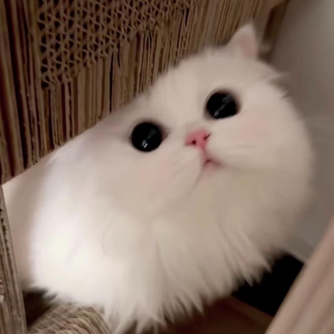 大头-