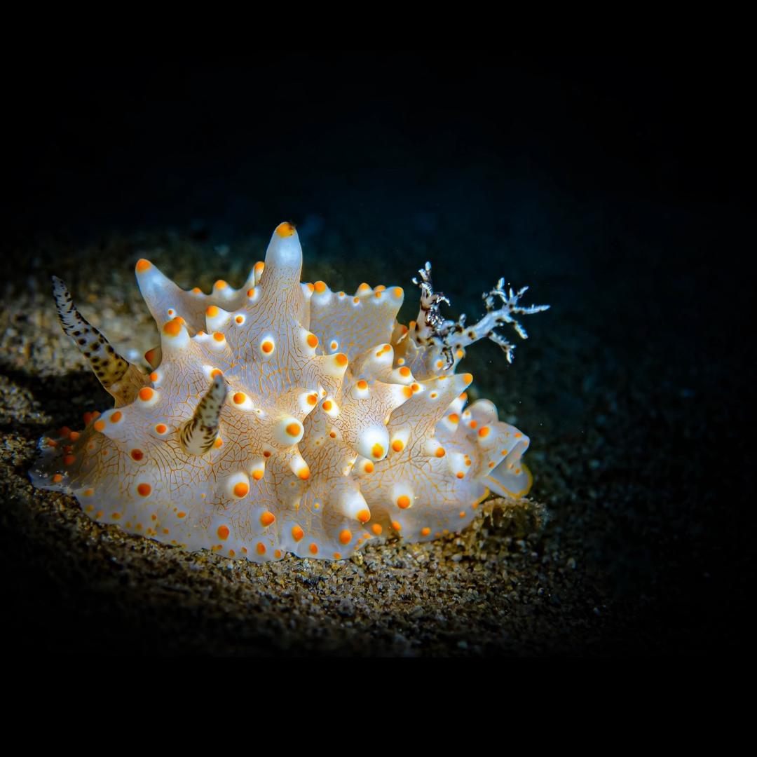 CoralCanvas珊瑚画语