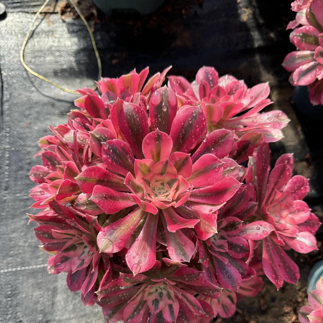 景润花卉.