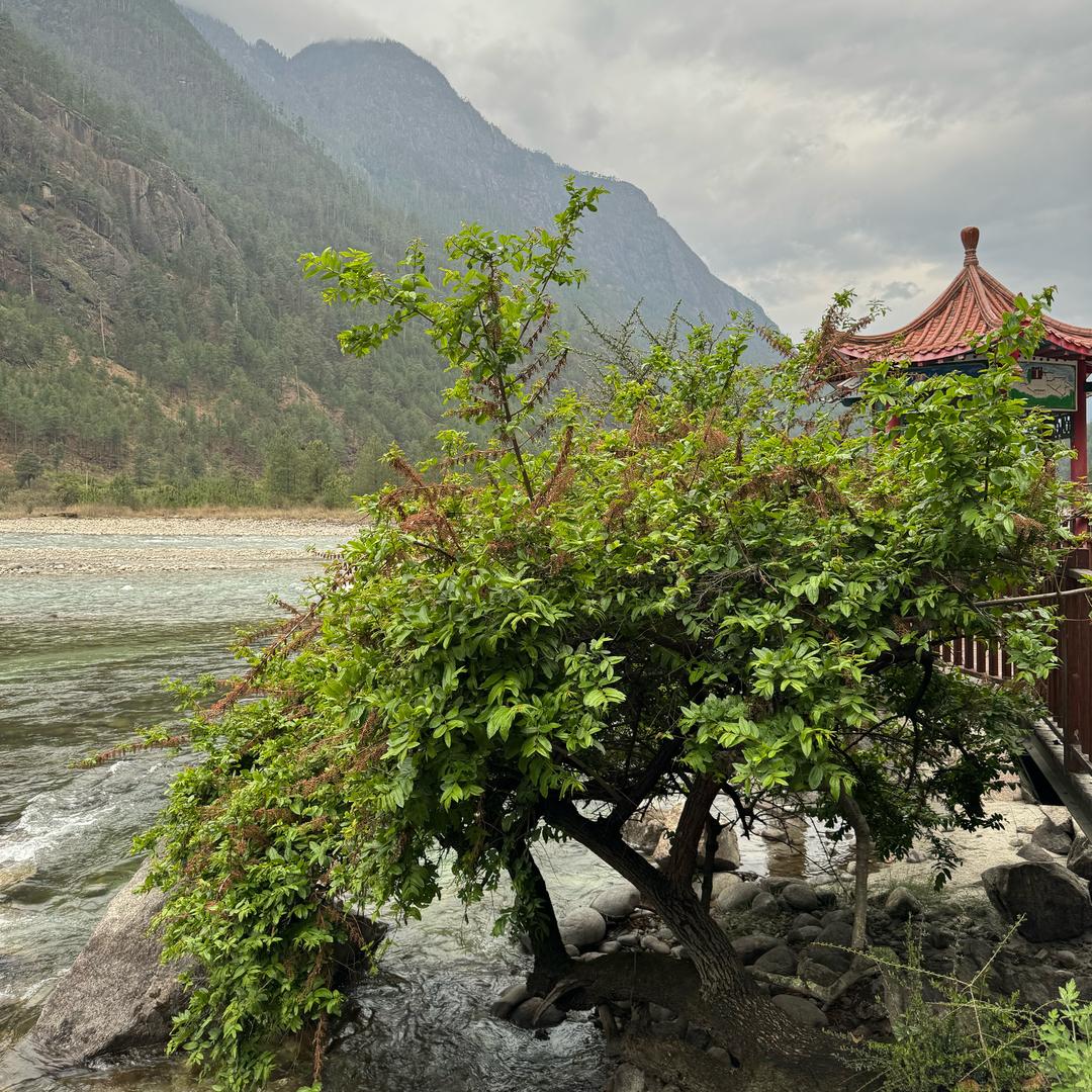 烟花易冷🎣🐟