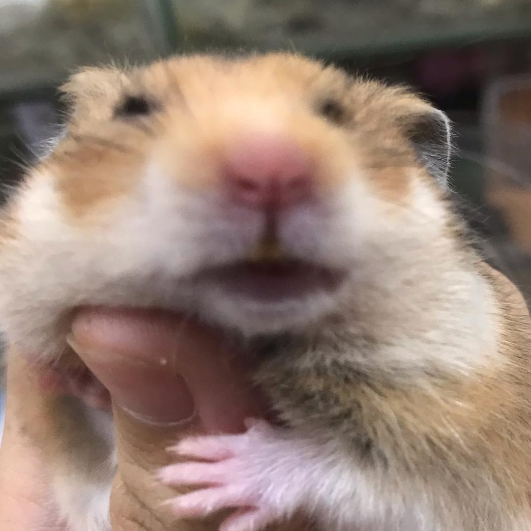 竹子的