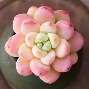 小小养花