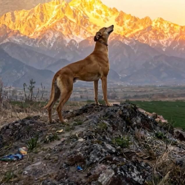 玩细犬的小凯