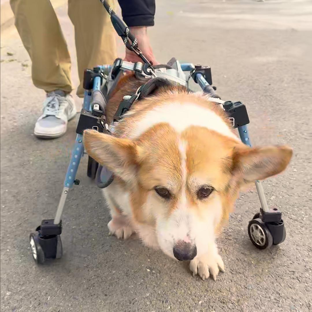 老王花生和弟弟