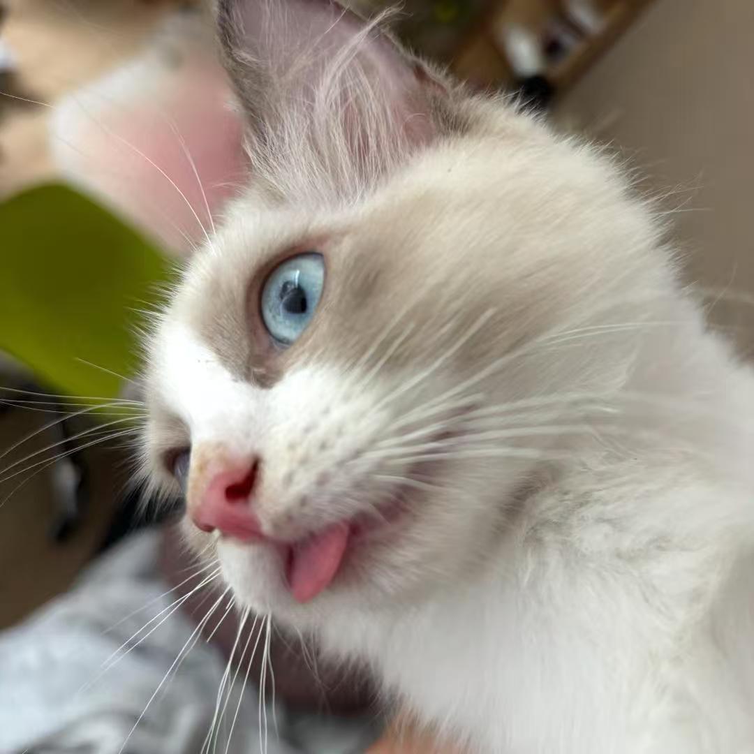 九条命（专场的命)