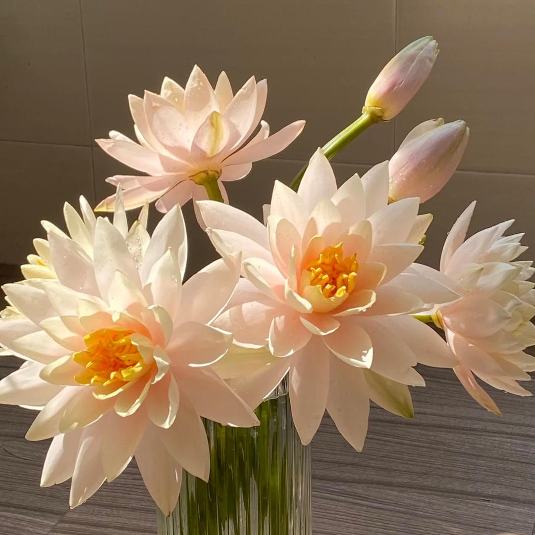花拍鲜花(66)