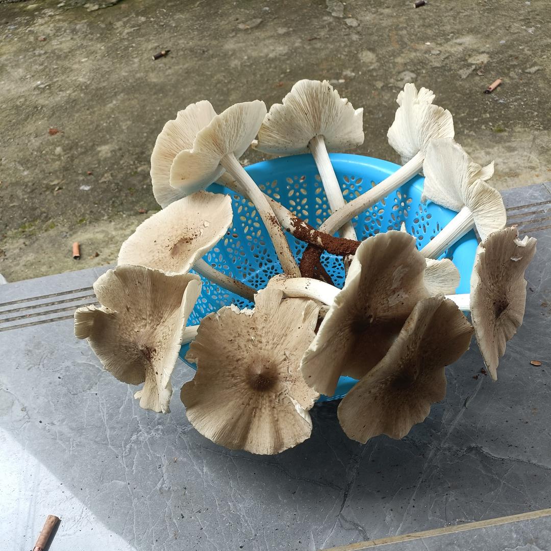 艳阳高照