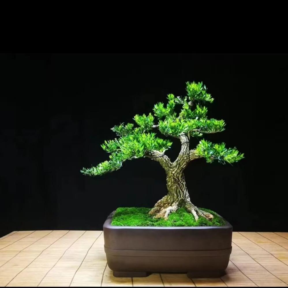 粤瀚黄杨榭（雀舌黄杨盆景）