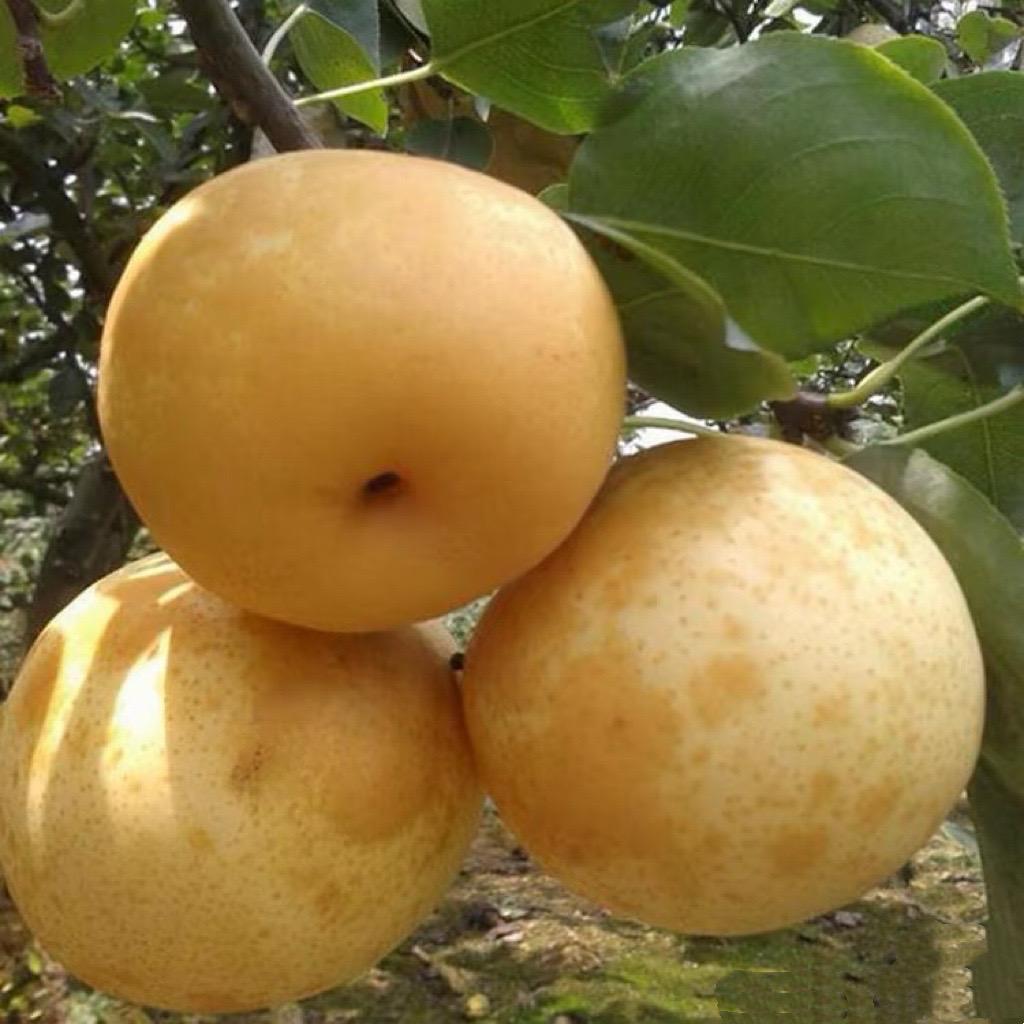 唐鲜森优品（连州水晶梨）