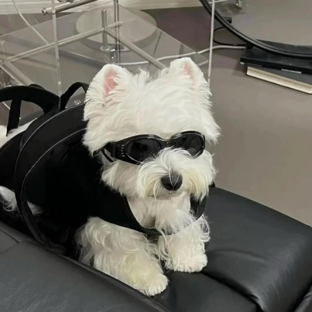 Yolo🐾