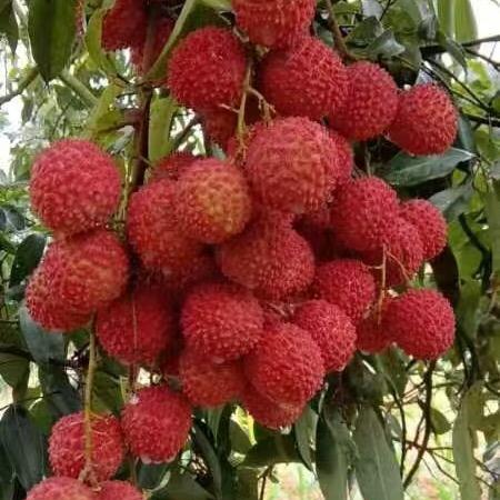 高州荔枝（专注高品质荔枝）