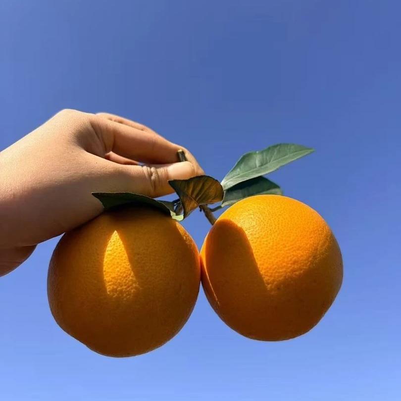 晓楊水果农特产