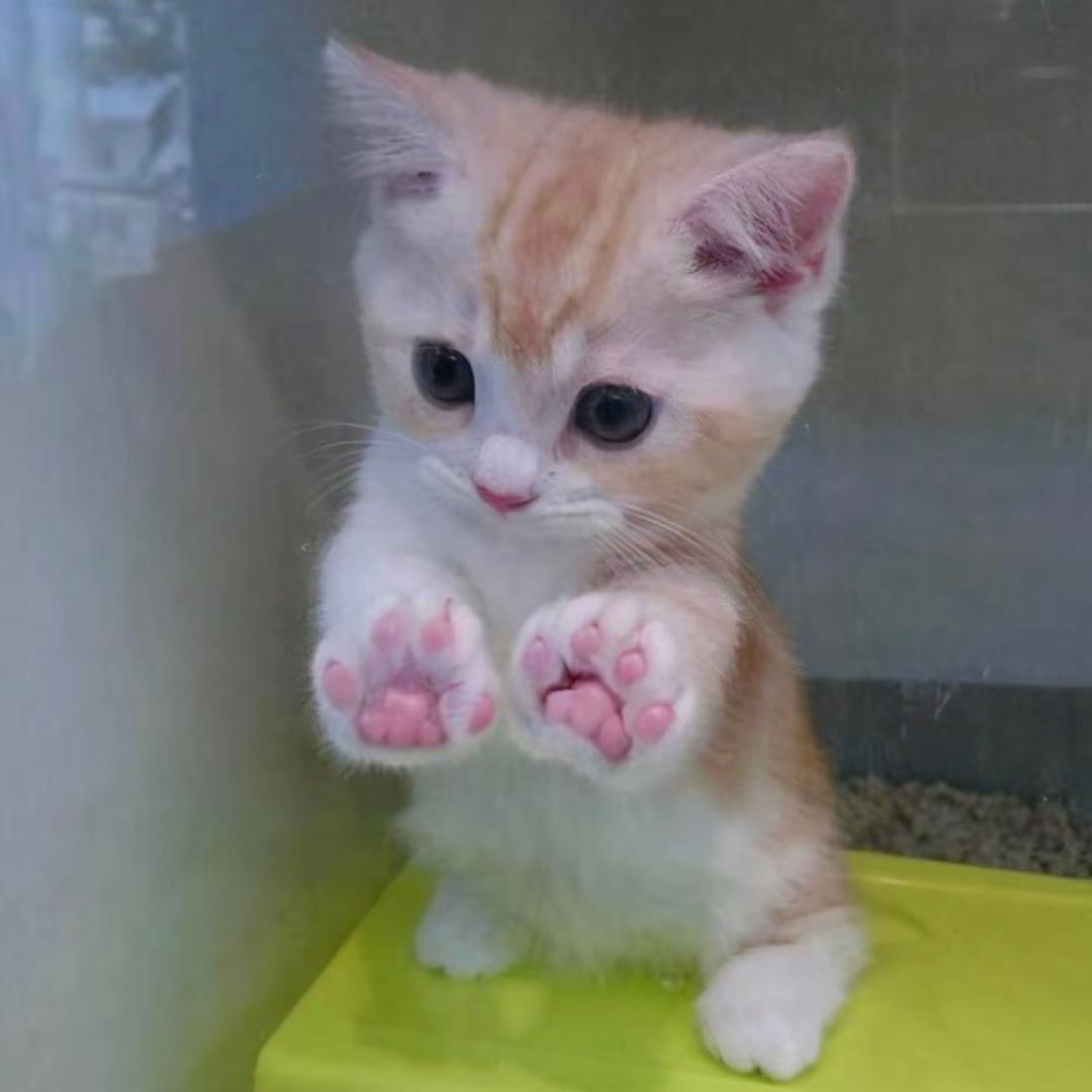 梦想是变成一只小猫