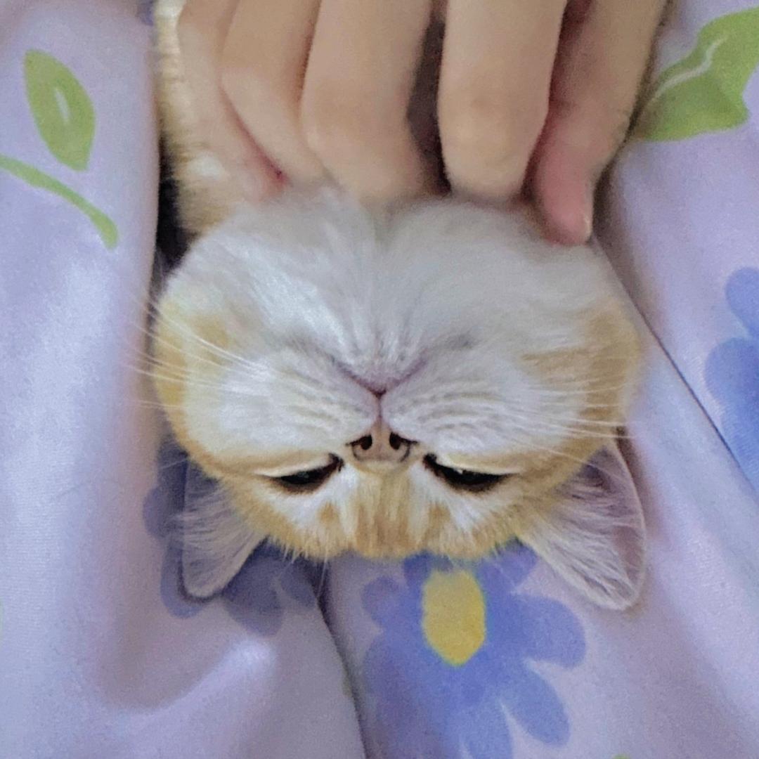 花椒半个壳
