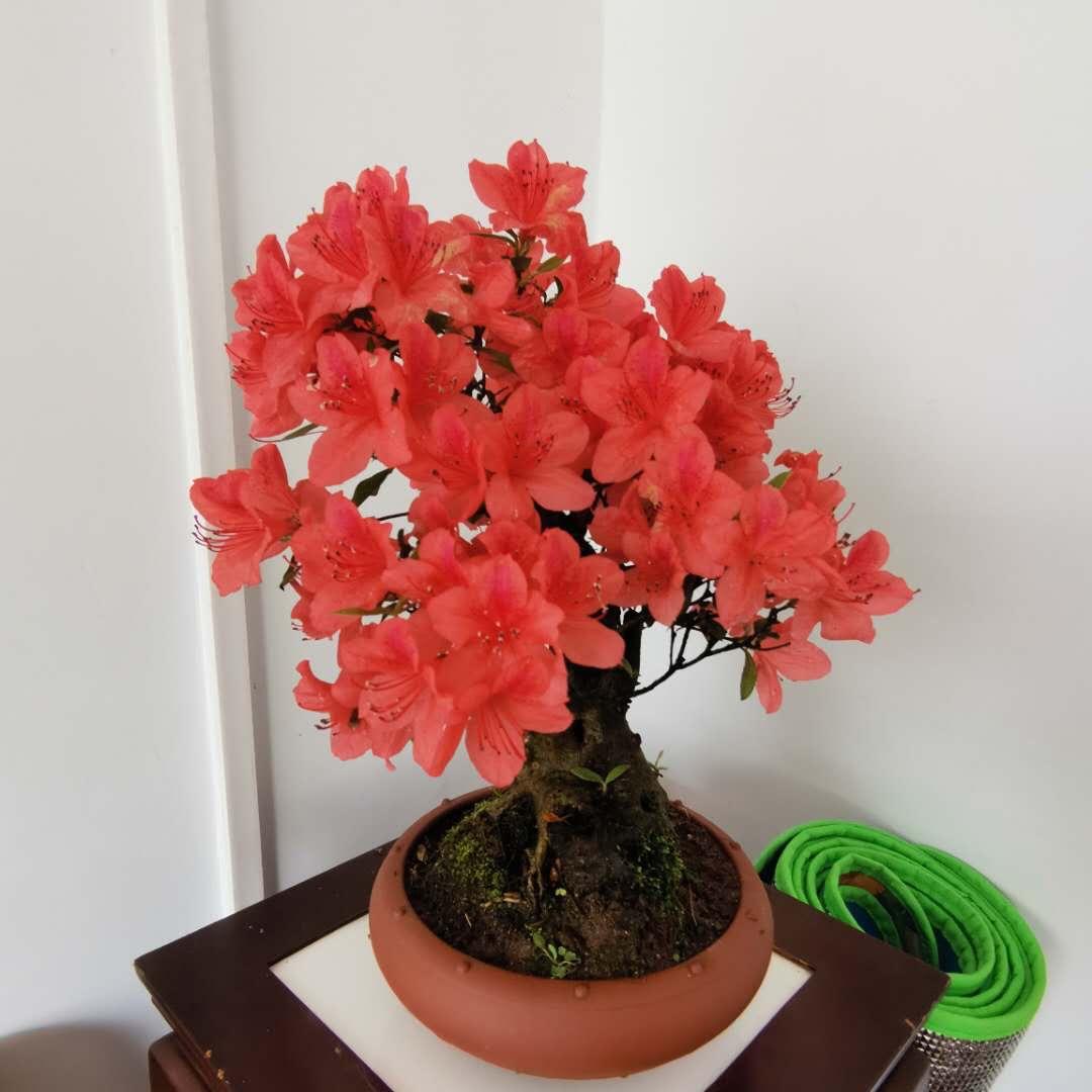 颐园盆景工作室