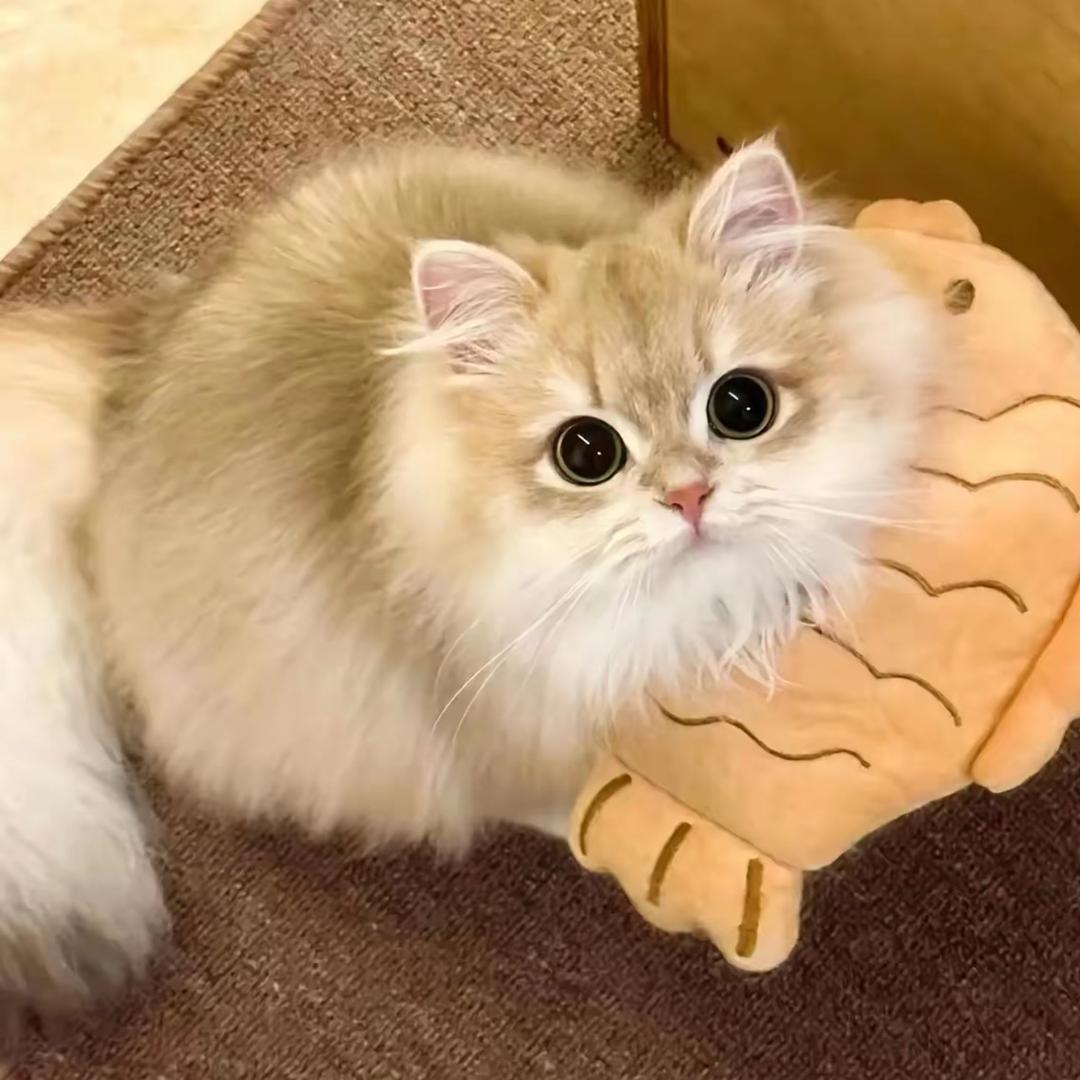 省升的猫屋