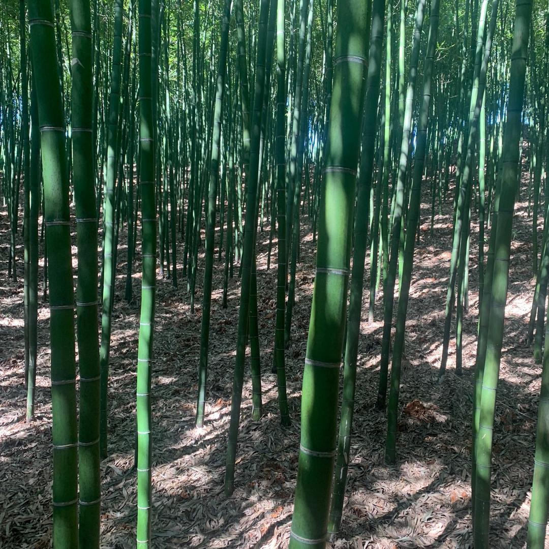 竹竹有渔（宁波人在江西种笋分享）