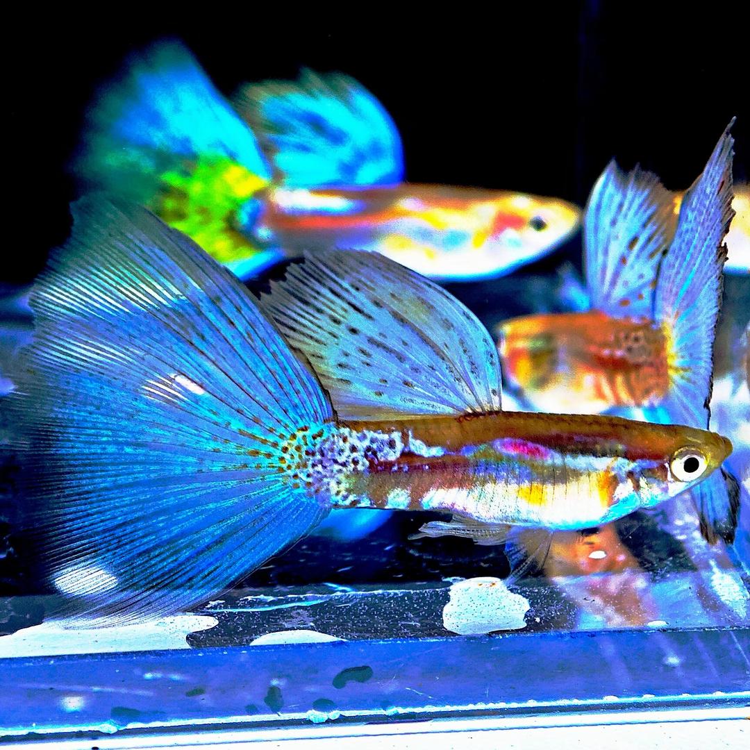 小李精品孔雀鱼