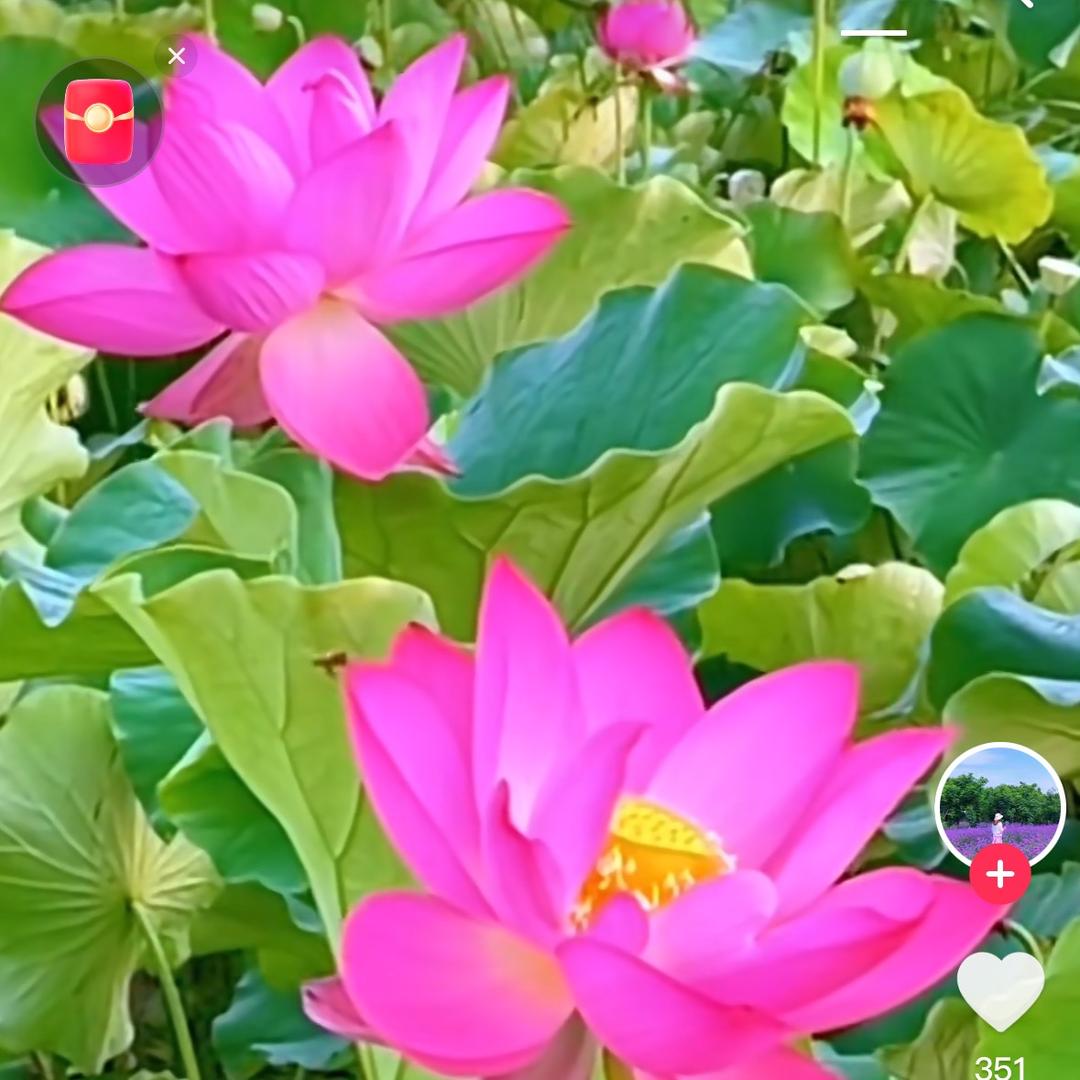 就爱不吃香菜