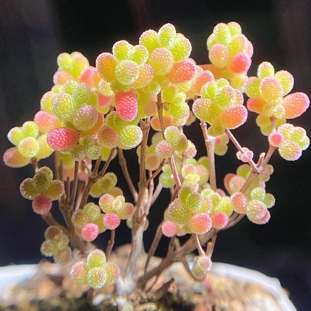植物说园艺