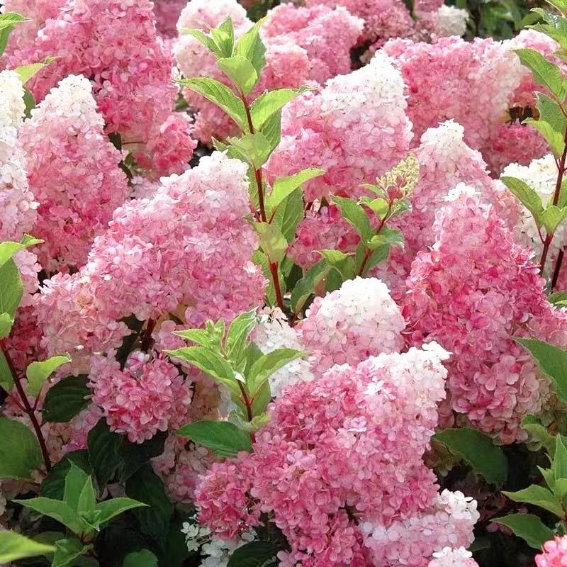 昆明市西山区小萌园艺花卉