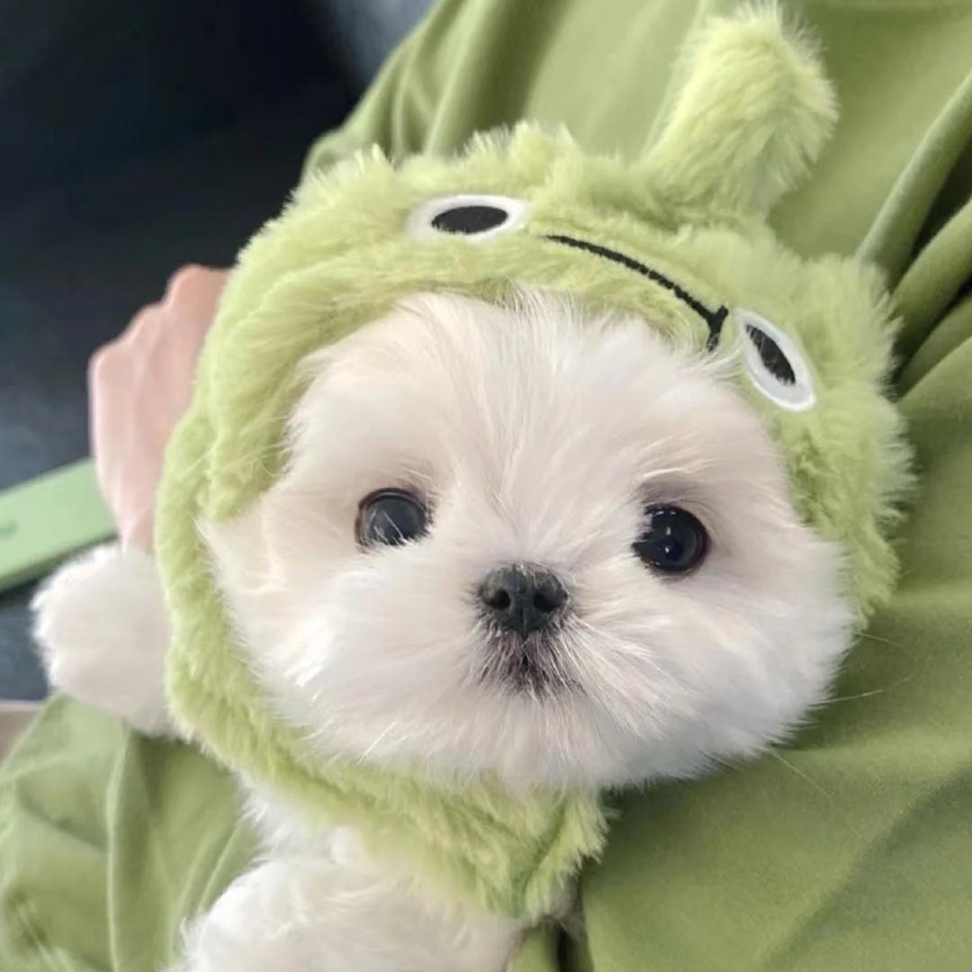 ɢᴅ