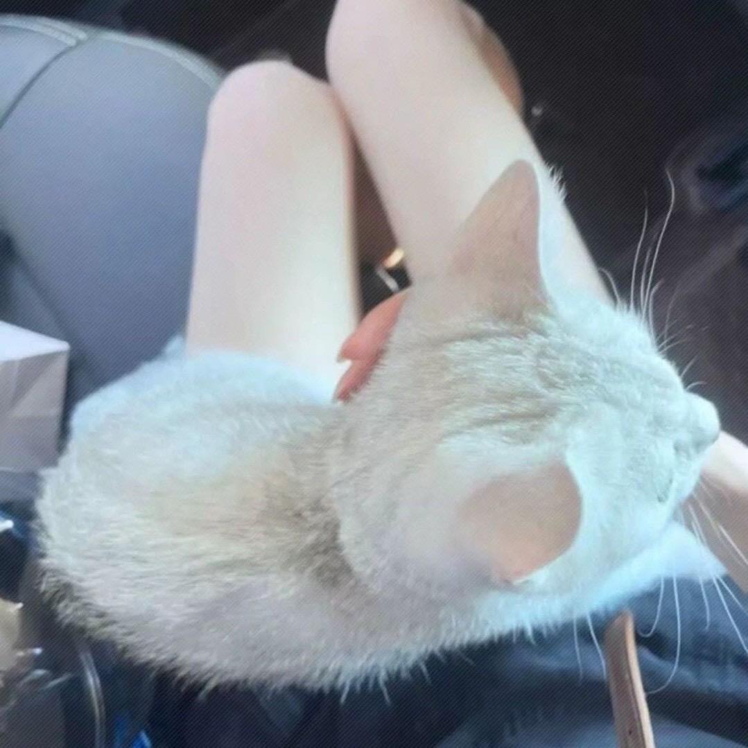 聂小倩.