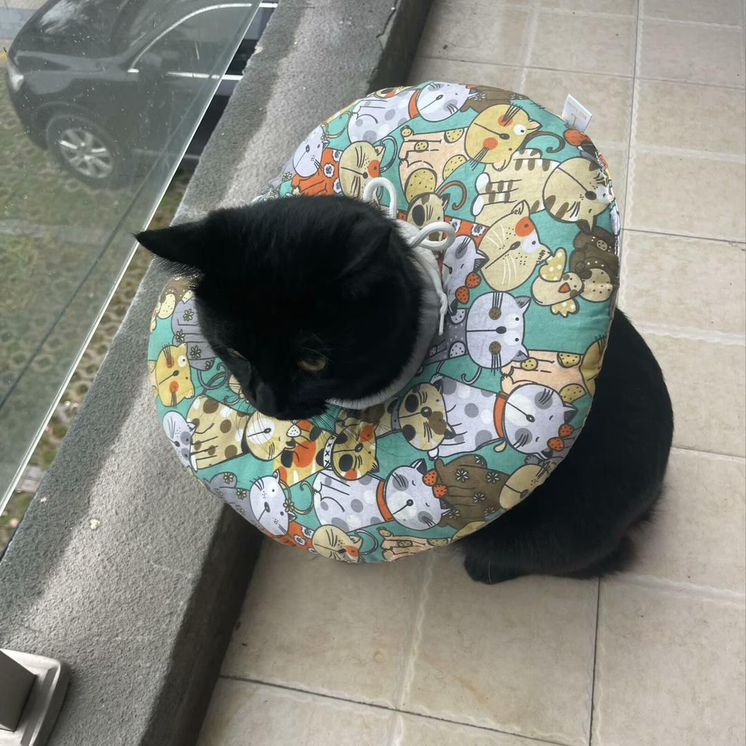 ꕥ᭄小懒虫ঞ࿐💞头像