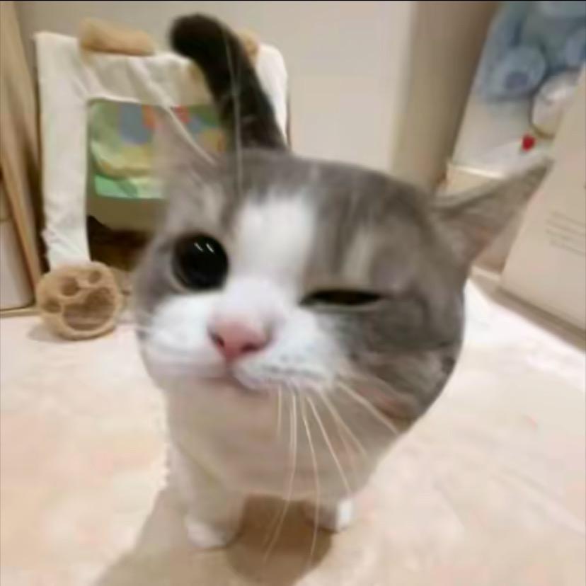 洛茶
