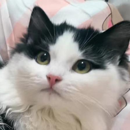 番茄姜汁炒虾🍤