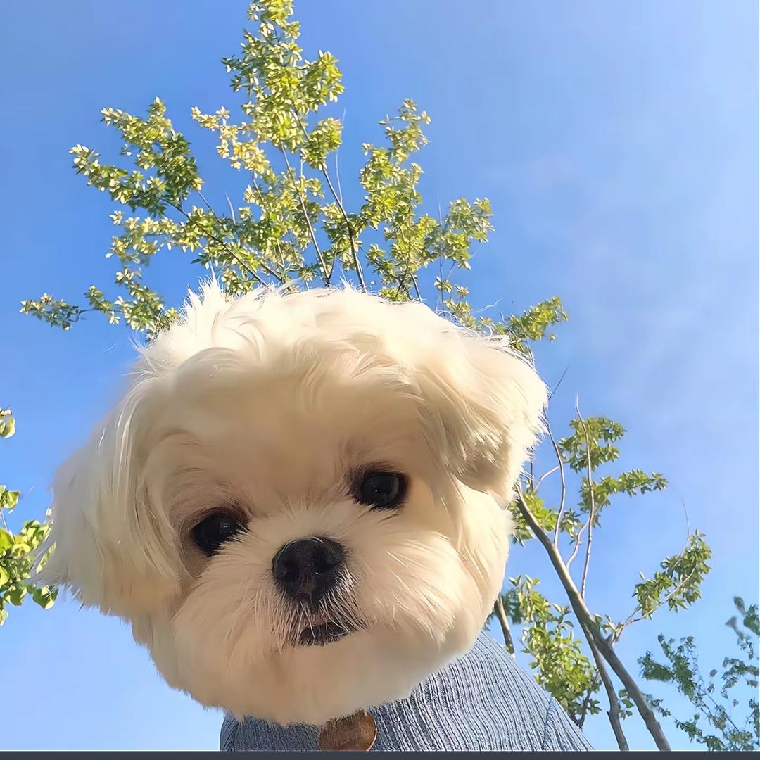 超级玛丽