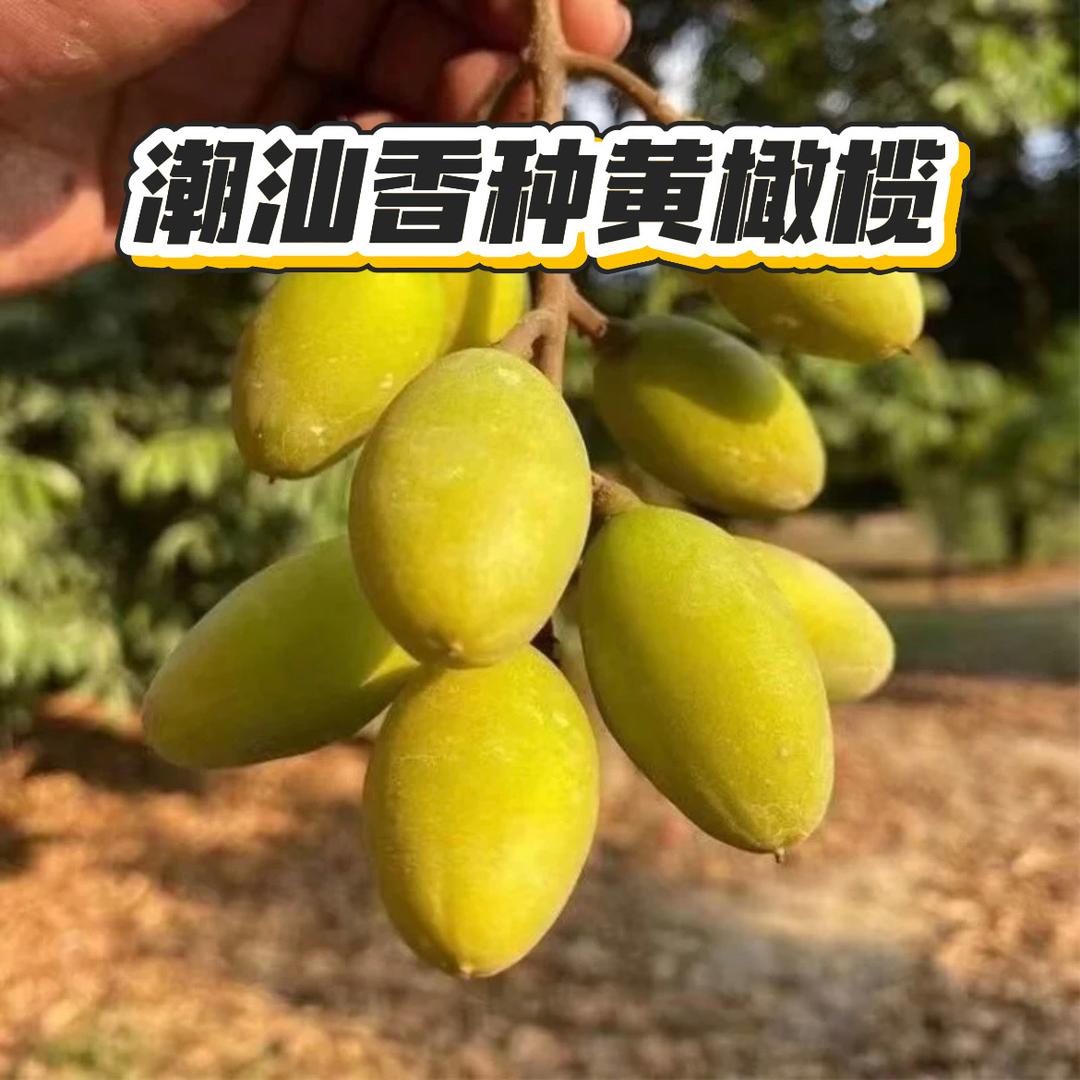 潮汕弟仔橄榄