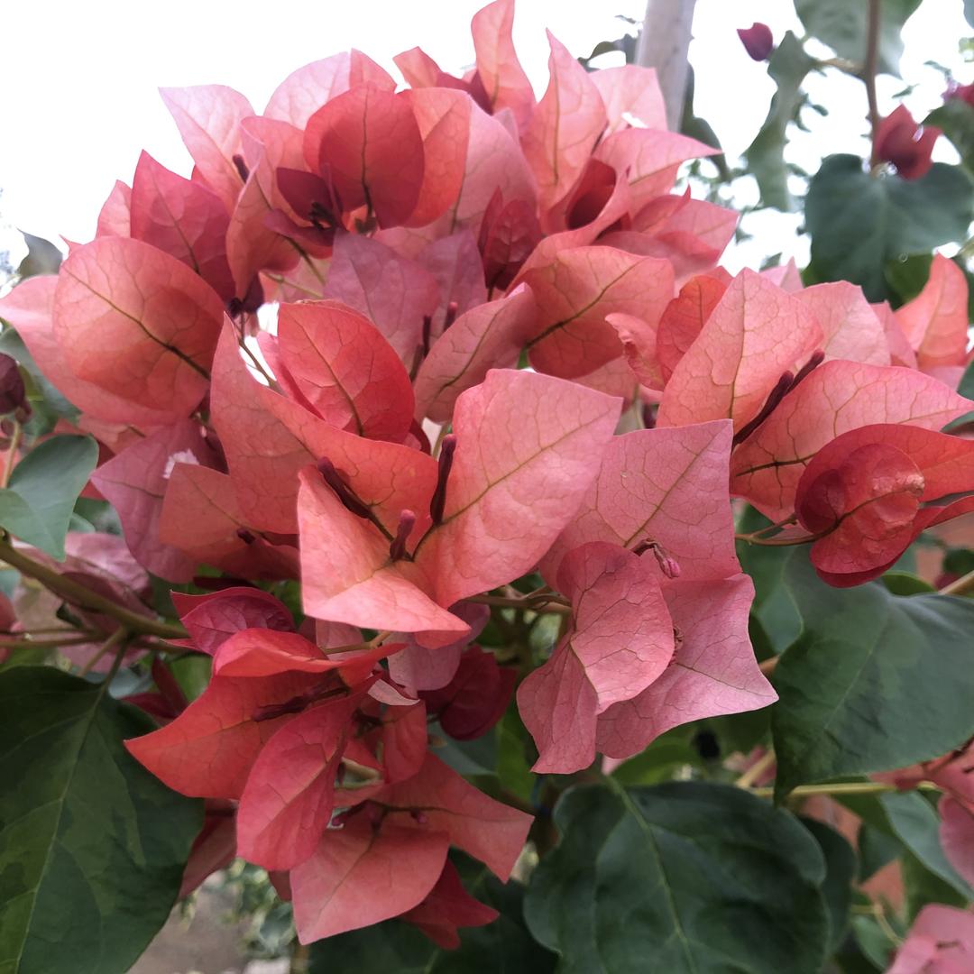 襄阳繁花三角梅种植基地